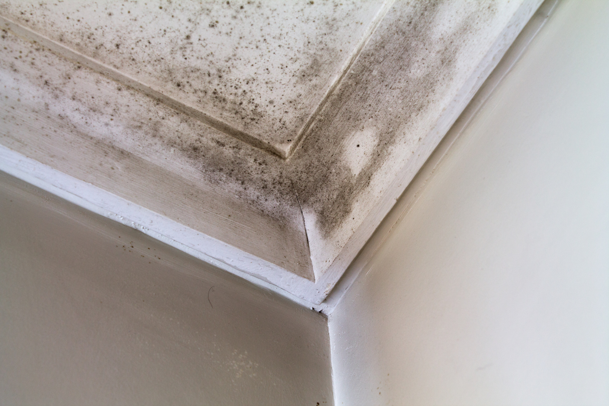 Mold in house