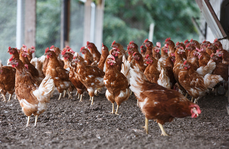 Poultry Waste as energy