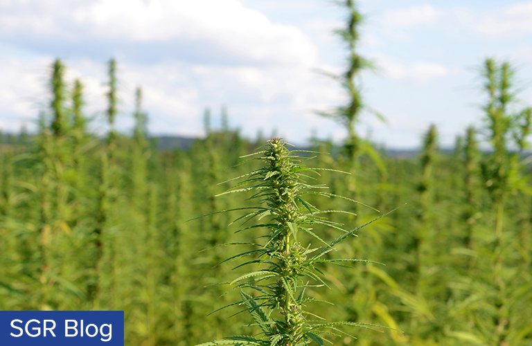 Hemp Field