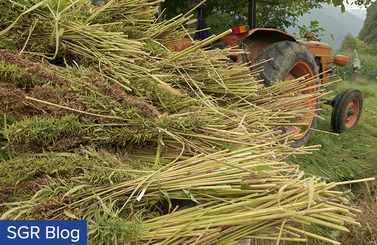 Hemp Harvest