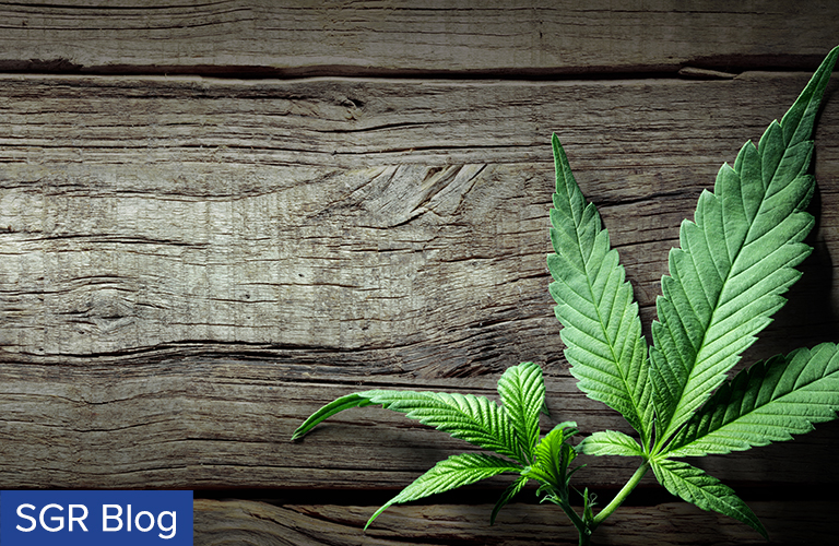 hemp leave on tabl